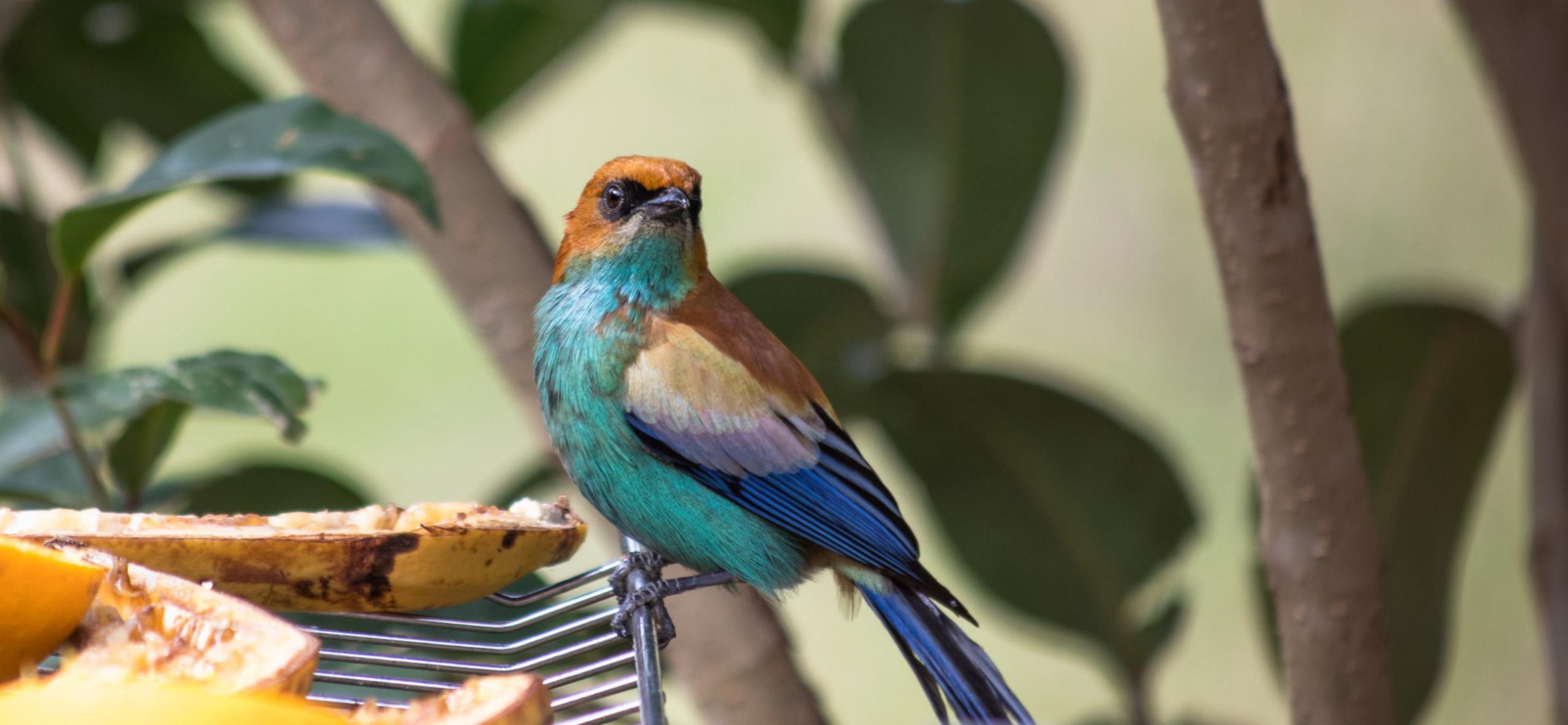 20230808124240 fpdl.in closeup chestnut backed tanager bird standing cooling rack 181624 51082 full scaled