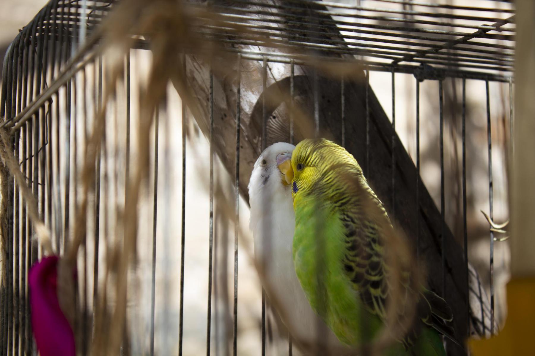 20230808124256 fpdl.in couple budgies are kissing 438099 9386 full
