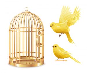 20230808125343 fpdl.in golden canary cage set 1284 18900 full