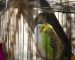 20230808124256_[fpdl.in]_couple-budgies-are-kissing_438099-9386_full
