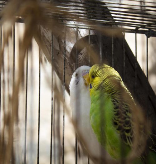 20230808124256_[fpdl.in]_couple-budgies-are-kissing_438099-9386_full